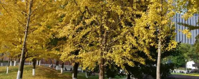 嫁接银杏树需要注意哪些事项，应当选择开花期比较迟且开花量较大的雄性接穗