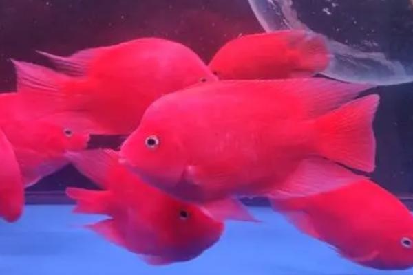 冷水鹦鹉鱼的寿命,饲养得当寿命可达10年以上