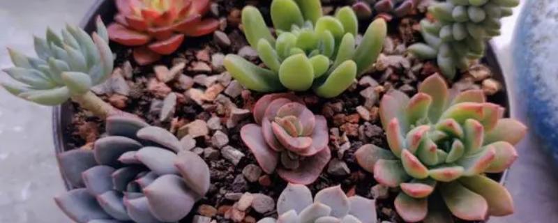 给多肉植物施加什么肥料好,氮肥和磷肥等肥料是较为适宜的选择