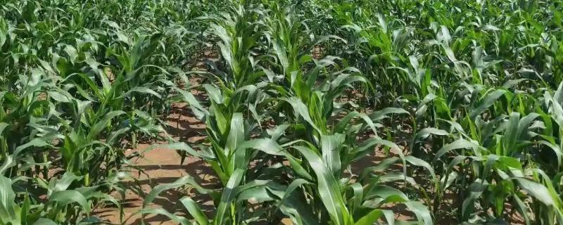 粤白甜糯10号玉米品种的特性有哪些，该品种属于中熟类型的杂交糯玉米品种