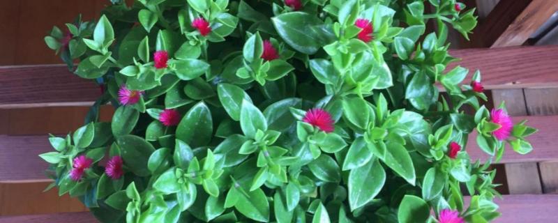 牡丹吊兰叶子发软的原因有哪些，太阳光暴晒或者盆土内积水都会导致其发软