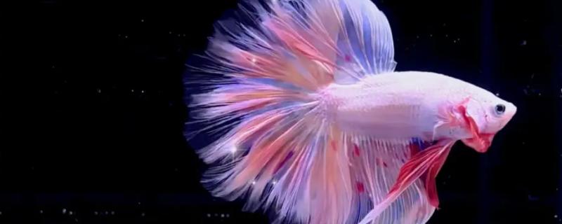泰国斗鱼耐寒性能怎么样，虽然它属于热带鱼品种但真的可以耐受严寒吗