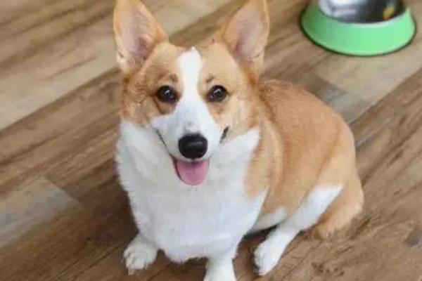 狗狗该驱虫的表现，会频繁的抓挠啃咬身体