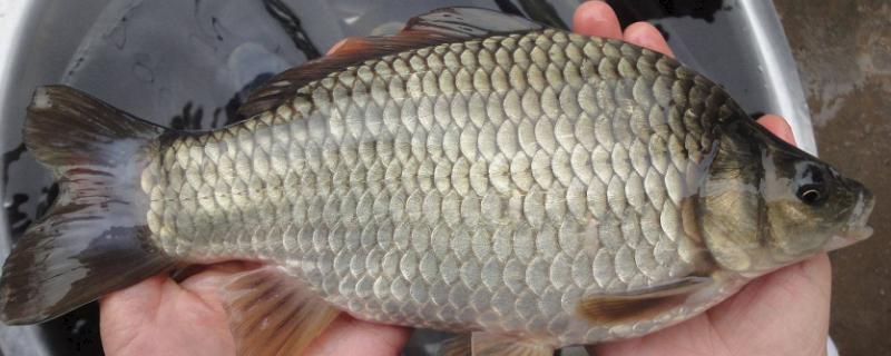 鲫鱼的具体种类有哪些，它的品种繁多且各自具备鲜明的特点