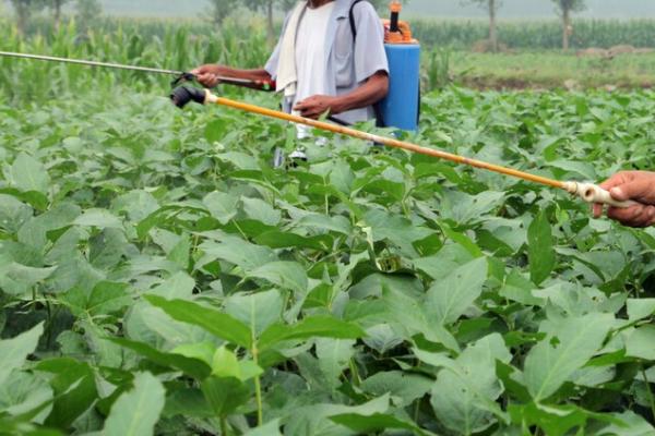 怎么对大豆施肥，肥料要深施、与土壤混合于耕层