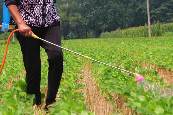 怎么对大豆施肥，肥料要深施、与土壤混合于耕层