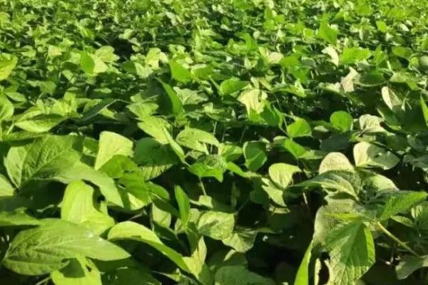 怎么对大豆施肥，肥料要深施、与土壤混合于耕层