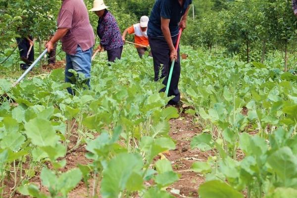 怎么对大豆施肥，肥料要深施、与土壤混合于耕层