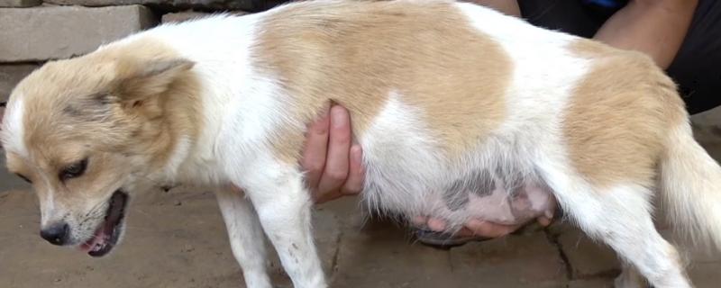 如何辨别自家狗狗是否怀孕了，放射诊断法配合超声诊断法检测结果最精准