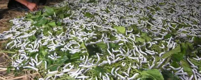 蚕对桑叶的质量要求有哪些，这主要取决于蚕生长发育的各个年龄段