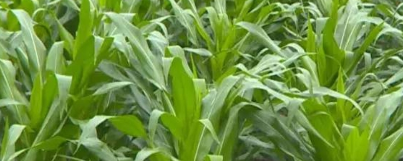 吉科玉885玉米种子有哪些特征特性，它能够中抗茎腐病吗