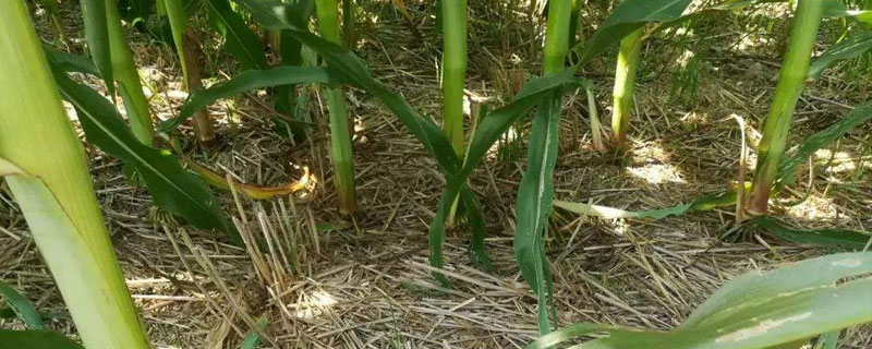 禾乐366玉米品种详细介绍，应当如何在中等肥力以上地块进行栽培