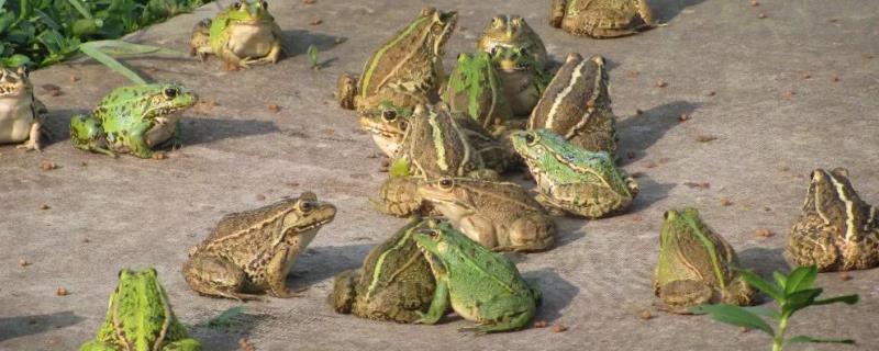 黑斑蛙的详细养殖技术有哪些，应当选在水源充足且水质良好的地方建设池塘