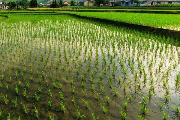 嘉沃1水稻种子特点，7月上中旬注意防治二化螟