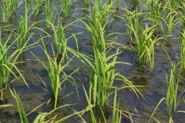 嘉沃1水稻种子特点，7月上中旬注意防治二化螟