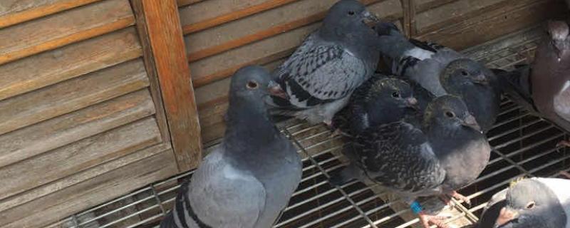 幼鸽具体要养多长时间才不用担心它会飞走，通常情况下需要饲养两个月左右的时间