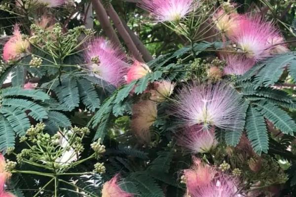 榕花树开出的花有何作用，主要用来观赏、入药