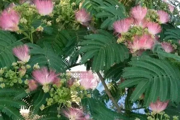 榕花树开出的花有何作用，主要用来观赏、入药