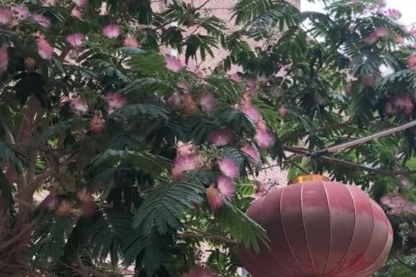 榕花树开出的花有何作用，主要用来观赏、入药