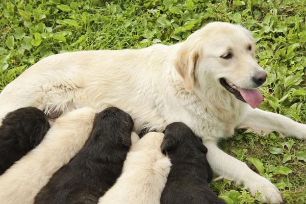 怎么辨别狗狗怀孕了，放射诊断法和超声诊断法最精准