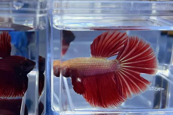 泰国斗鱼耐寒吗，虽是热带鱼但可以耐寒