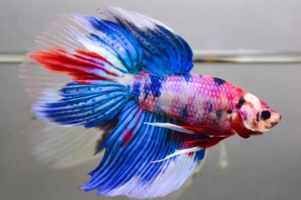 泰国斗鱼耐寒吗，虽是热带鱼但可以耐寒