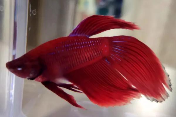 泰国斗鱼耐寒吗，虽是热带鱼但可以耐寒