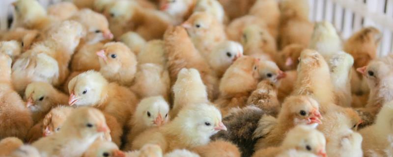 养殖小鸡苗的注意事项有哪些，需严格控制好养殖密度以及光照和湿度等条件