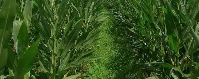 原玉糯999玉米品种详细简介，应该如何做好各项防治工作