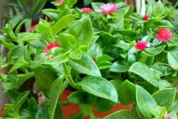 牡丹吊兰叶子发软的原因，太阳暴晒或盆内积水都会导致