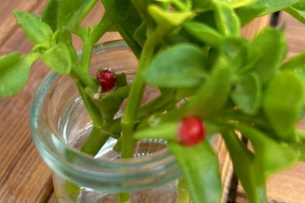 牡丹吊兰叶子发软的原因，太阳暴晒或盆内积水都会导致