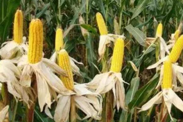 金成99玉米种子特点，注意防治镰孢茎腐病和小斑病