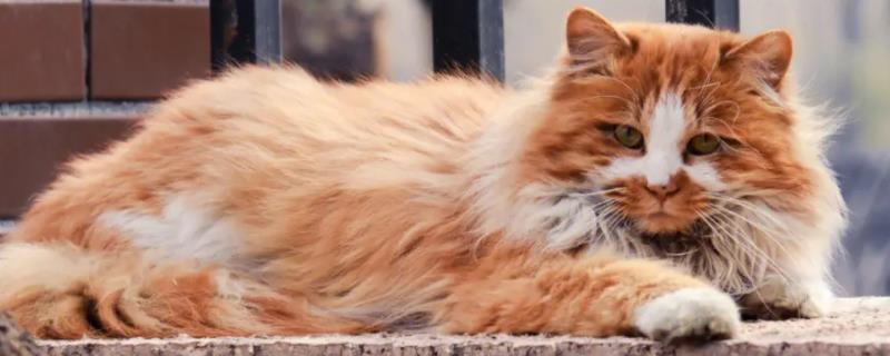 猫肠胃炎的具体症状有哪些,急性和慢性肠胃炎的症状有什么不同