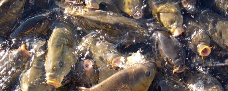 在鱼缸里养殖锦鲤是否需要额外放盐，这得根据具体的养殖情况来做出判断