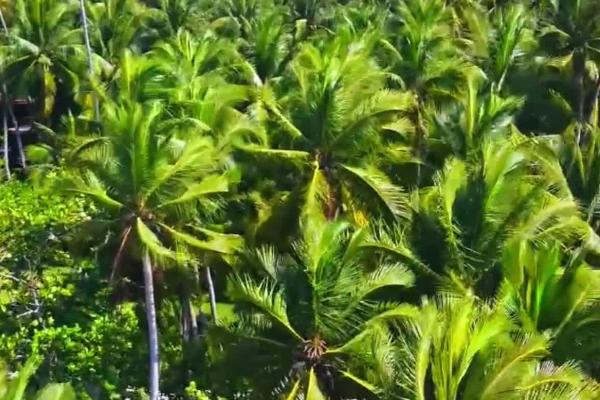 种植椰子如何预防虫害，枯死的枝叶要及时焚烧