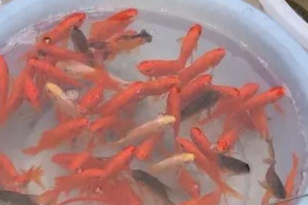 家养小金鱼吃什么,动物性、植物性和合成饲料都可以喂