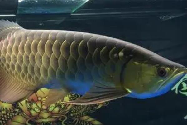 1米2长宽50高80的鱼缸养什么鱼，养龙鱼和战船鱼都适合