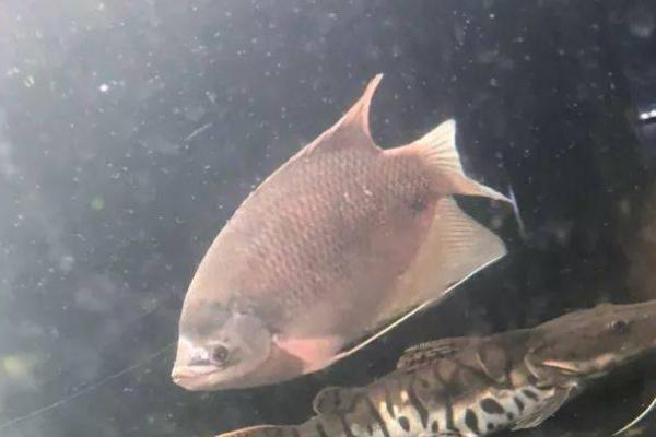 1米2长宽50高80的鱼缸养什么鱼，养龙鱼和战船鱼都适合