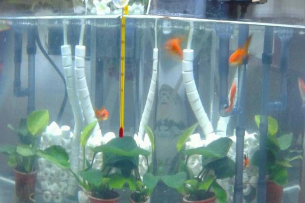 1米2长宽50高80的鱼缸养什么鱼，养龙鱼和战船鱼都适合