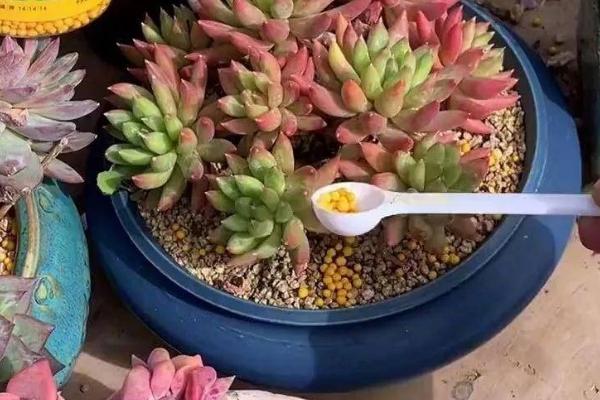 多肉植物施什么肥好,氮肥和磷肥等肥料是适宜选择