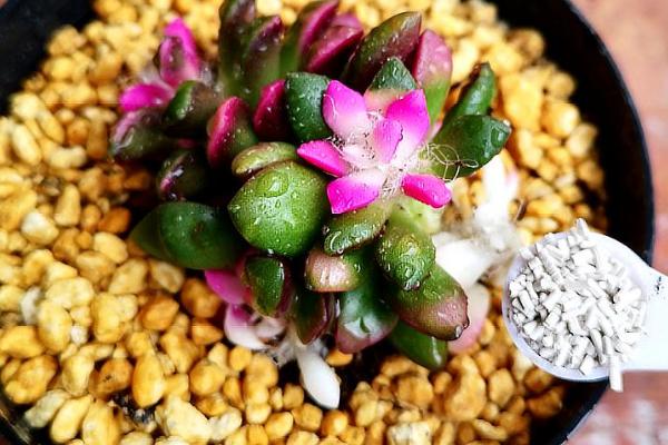 多肉植物施什么肥好,氮肥和磷肥等肥料是适宜选择