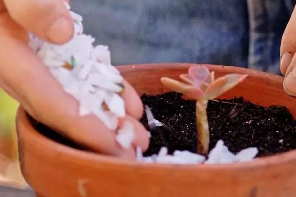 多肉植物施什么肥好,氮肥和磷肥等肥料是适宜选择