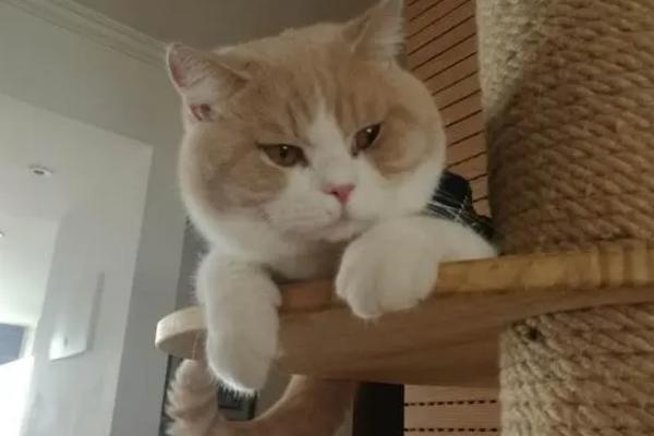 猫咪发腮吃什么，需合理喂食营养丰富的食物