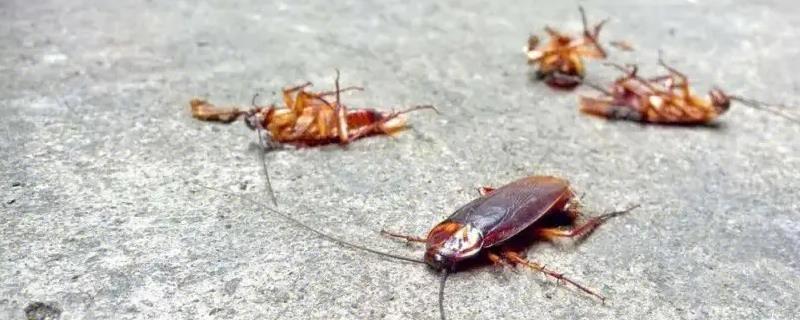 蟑螂到底会飞吗,它们其实可以进行短距离的滑翔飞行