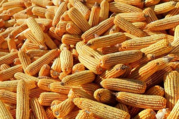 中邦978（试验代号：航起6）玉米种简介，中抗茎腐病