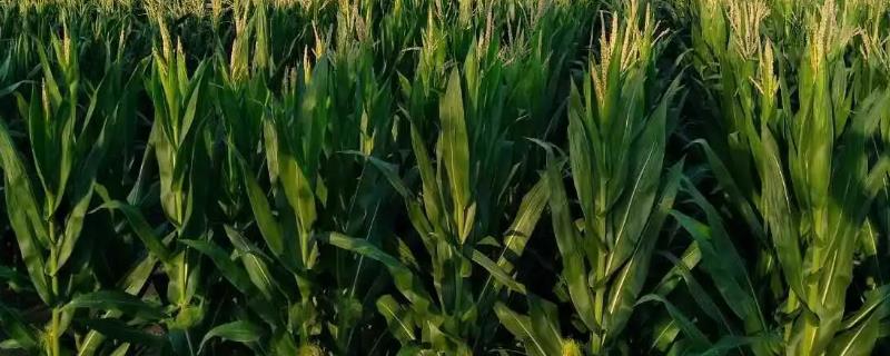 中邦978试验代号为航起6玉米品种介绍，具有中抗茎腐病的特性