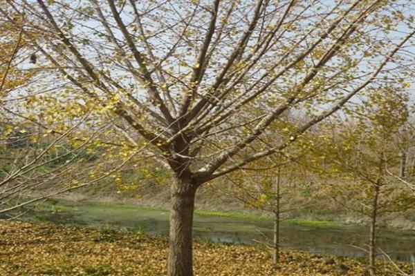 嫁接银杏树要注意什么，应选择开花期较迟、开花量较大的雄性接穗