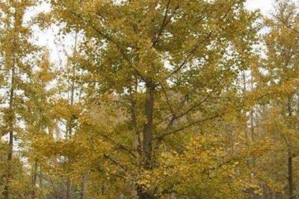 嫁接银杏树要注意什么，应选择开花期较迟、开花量较大的雄性接穗