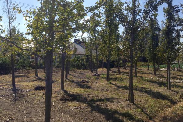 嫁接银杏树要注意什么，应选择开花期较迟、开花量较大的雄性接穗