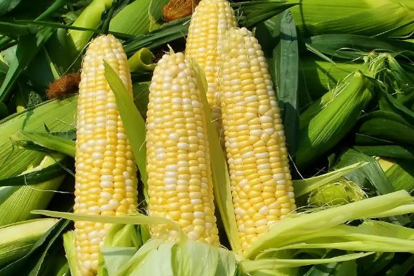 泓吉A701玉米品种的特性，4月下旬至5月上旬播种